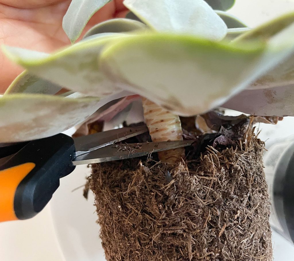 Cutting Stem Of Succulent At Soil Line