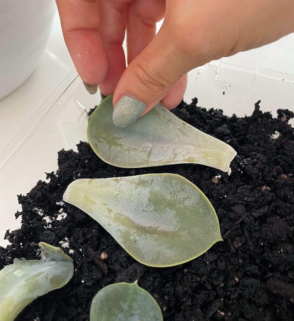 Laying Succulent Leaf On Soil For Propagation