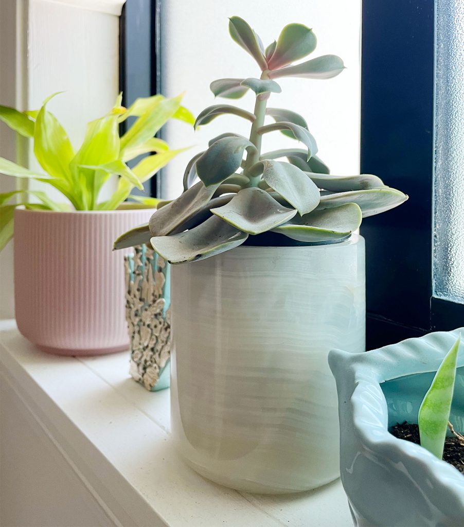 Succulent Plant In Windowsill with Leggy Etiolated Growth