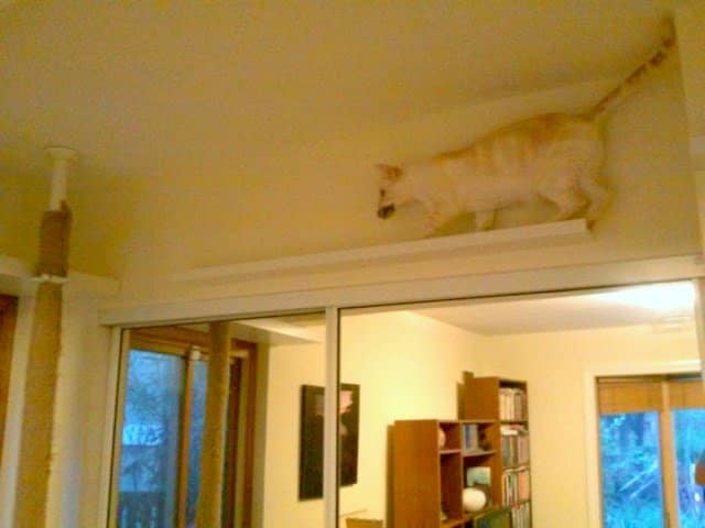 21 Unusual Ways to Use the IKEA Picture Ledge All Around the House 18 catwalk