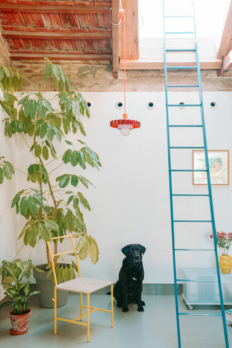 A black dog sits beside a yellow chair under a hanging light in a bright room with potted plants and a blue metal ladder leading to a skylight.