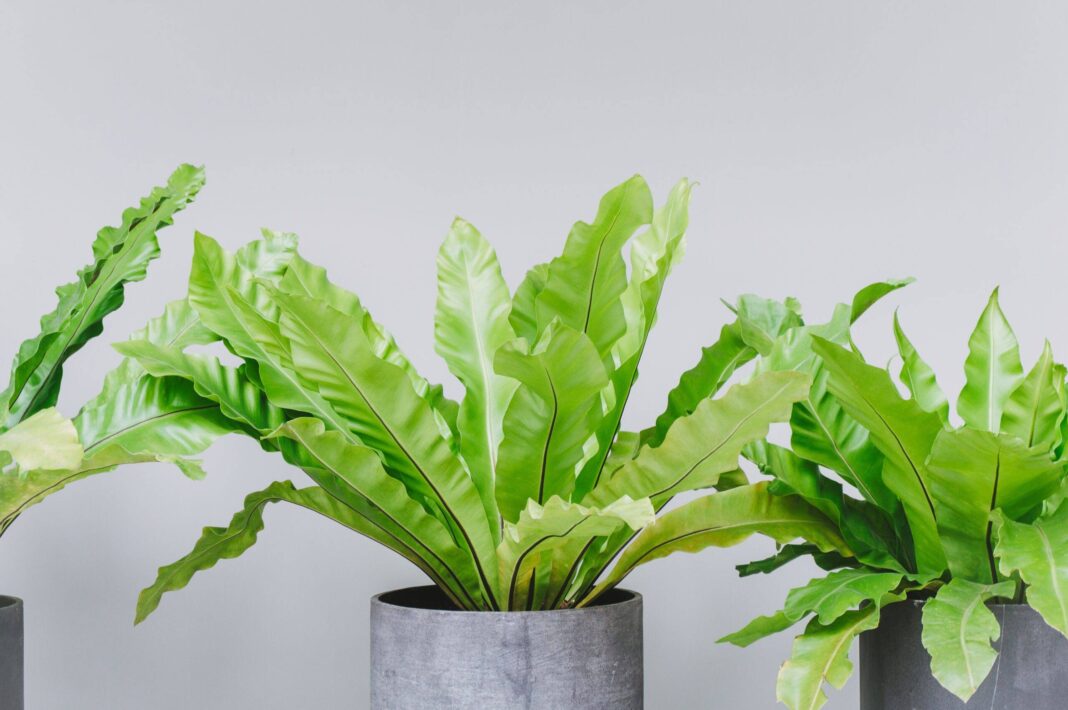 Houseplants-That-Will-Instantly-Turn-Any-Room-Into-an-Oasis.jpg