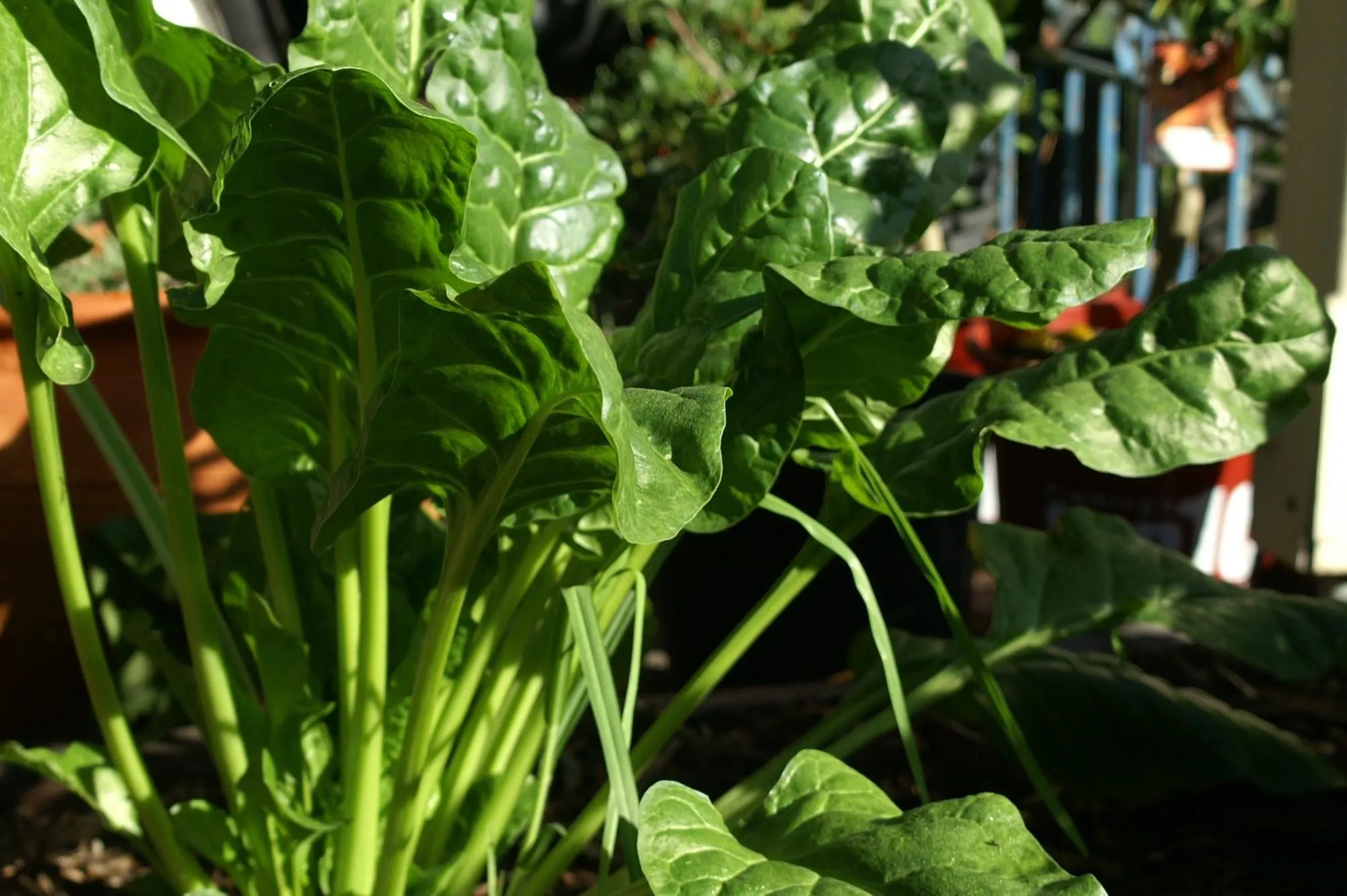 Fresh spinach leaves growing in a garden.