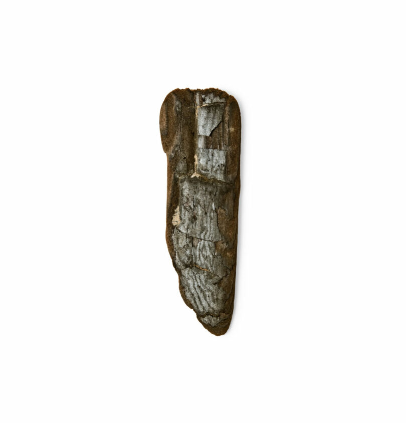 A flat, irregularly shaped piece of tree bark with patches of white lichen on a white background, reminiscent of natural textures often found in Brent Buck’s design inspirations.